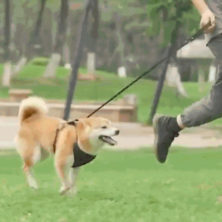 harnais chien| Dorsal Leash ™