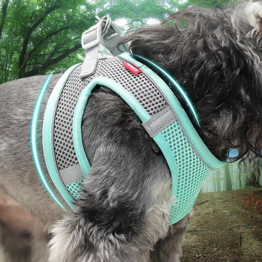 harnais chien| Little light™