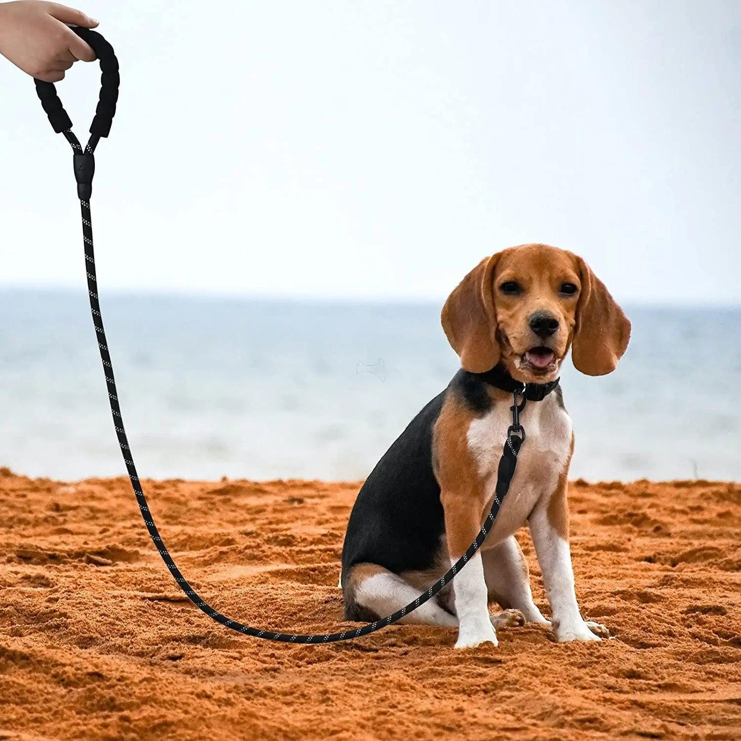   longe-pour-chien-tresnil™-plage