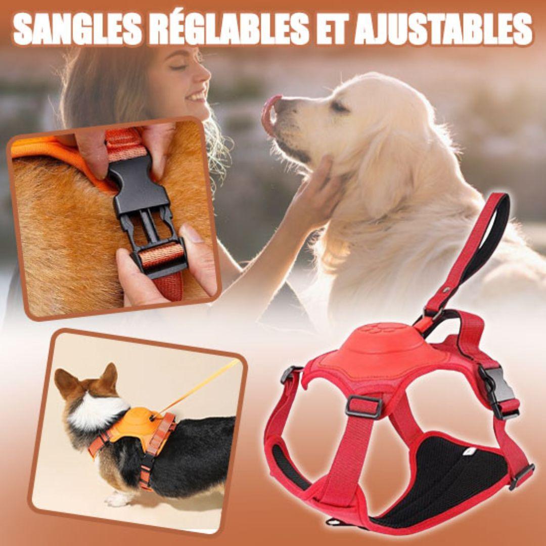 harnais chien| Dorsal Leash ™