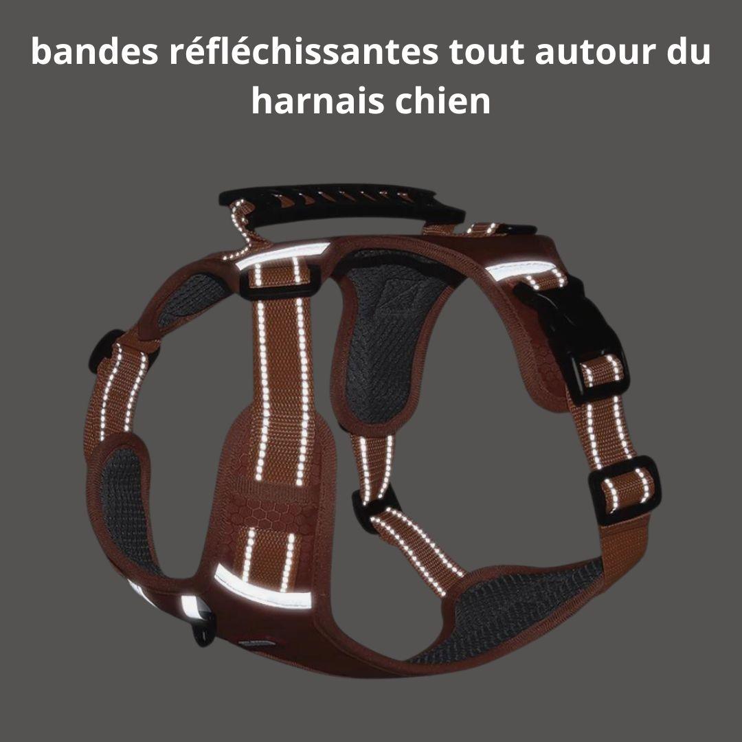 harnais-chien-classy soft™-reflechissant