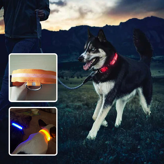 collier lumineux pour chien|light sécure ™