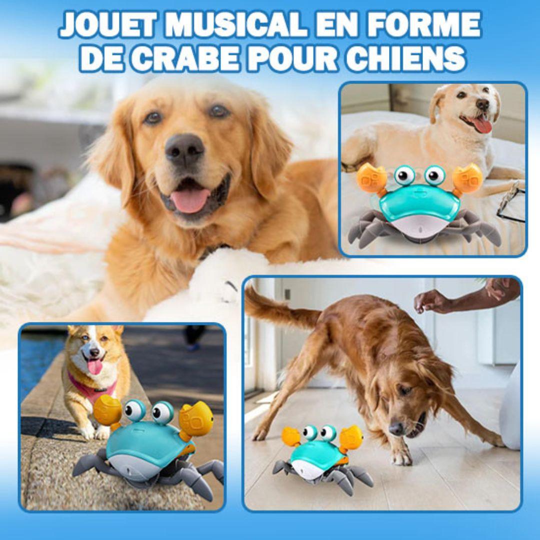 jouet pour chien |Freecrab ™