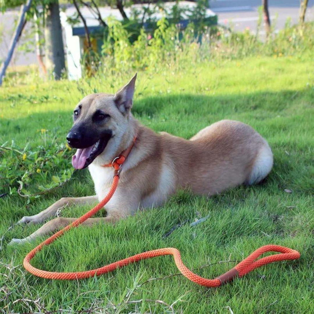 laisse pour chien |Collar buckle™