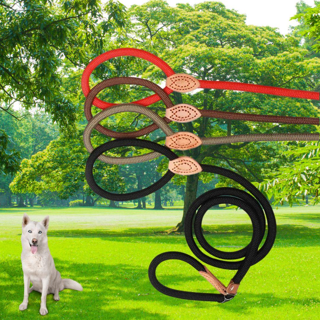 longe pour chien | walking dog™