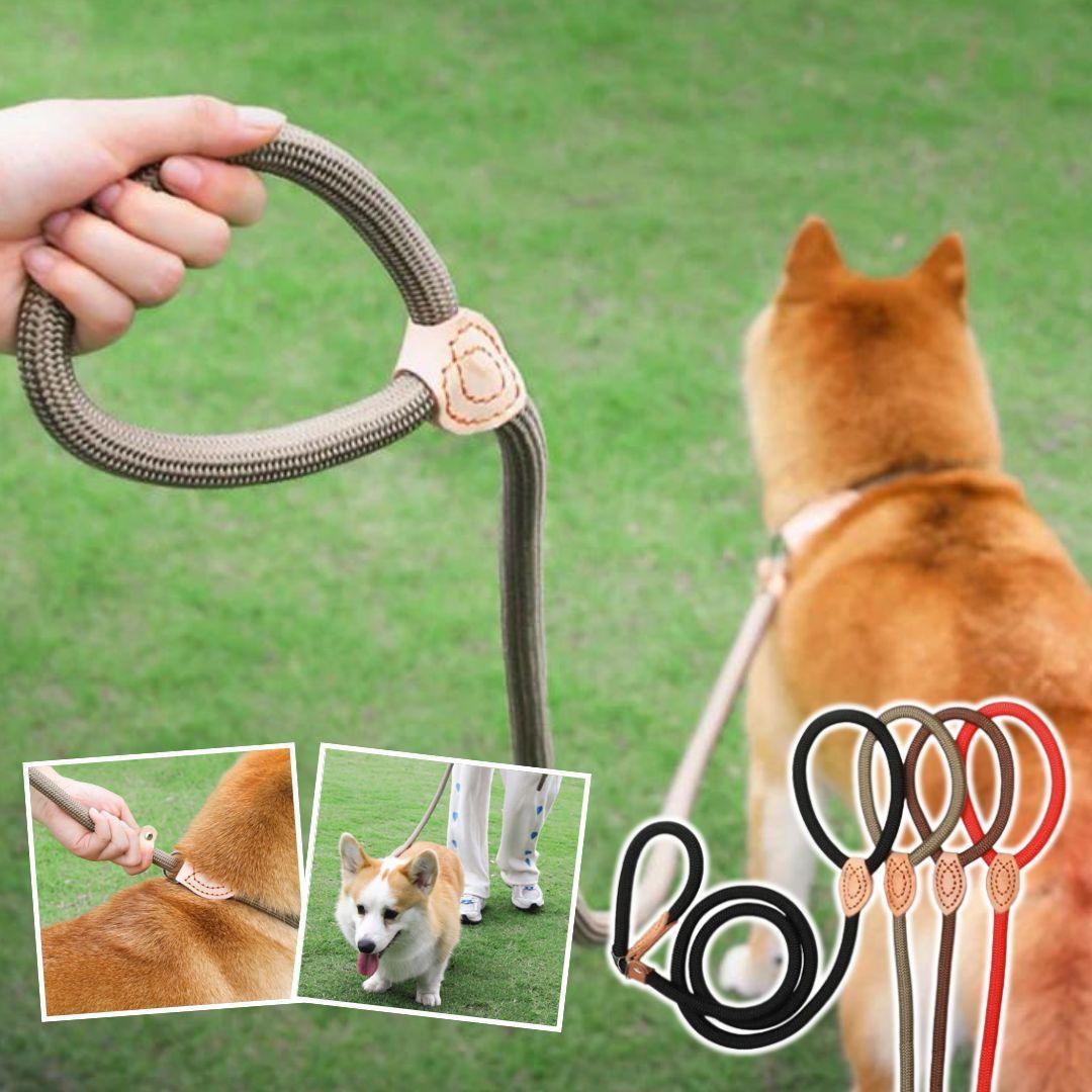 longe pour chien | walking dog™