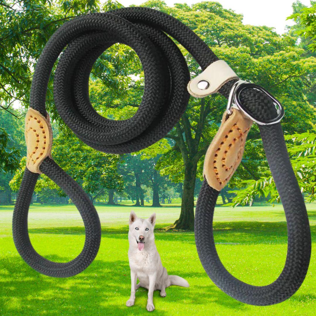 longe pour chien | walking dog™