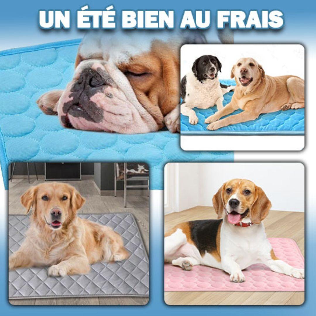 panier pour chien| Refreshing ™